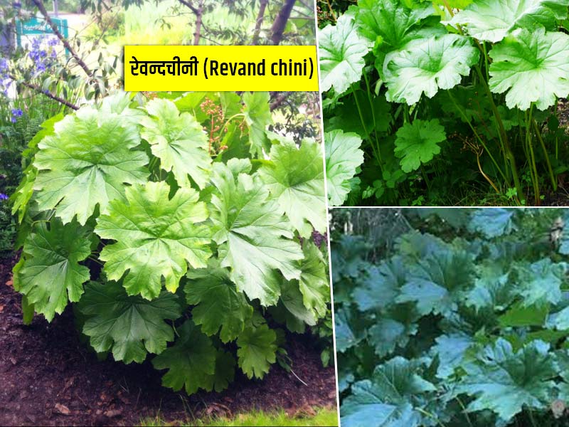 Revand chini Benefits: रेवन्दचीनी के उपयोग से सेहत को होते हैं ये 5 फायदे, जानें इसके नुकसान भी