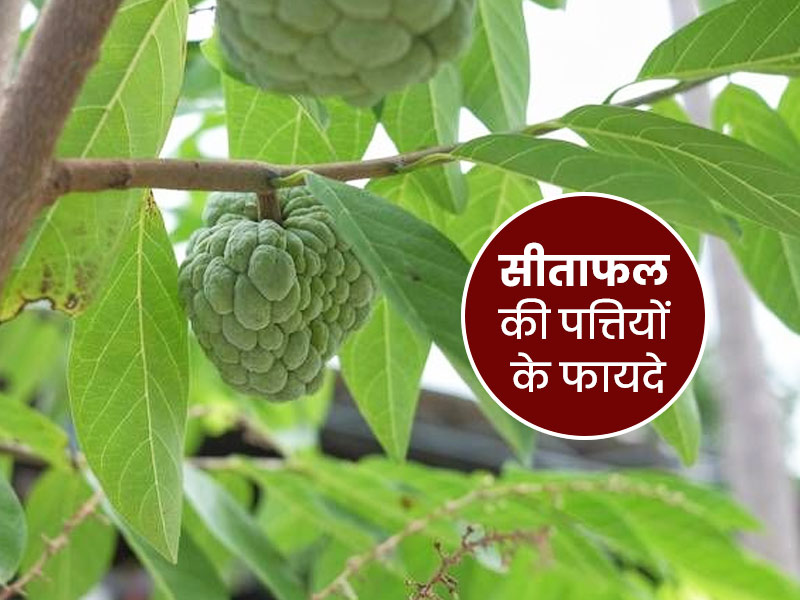 सीताफल की पत्तियां से स्वास्थ्य को मिलते हैं ये 5 फायदे, जानें इनके बारे में