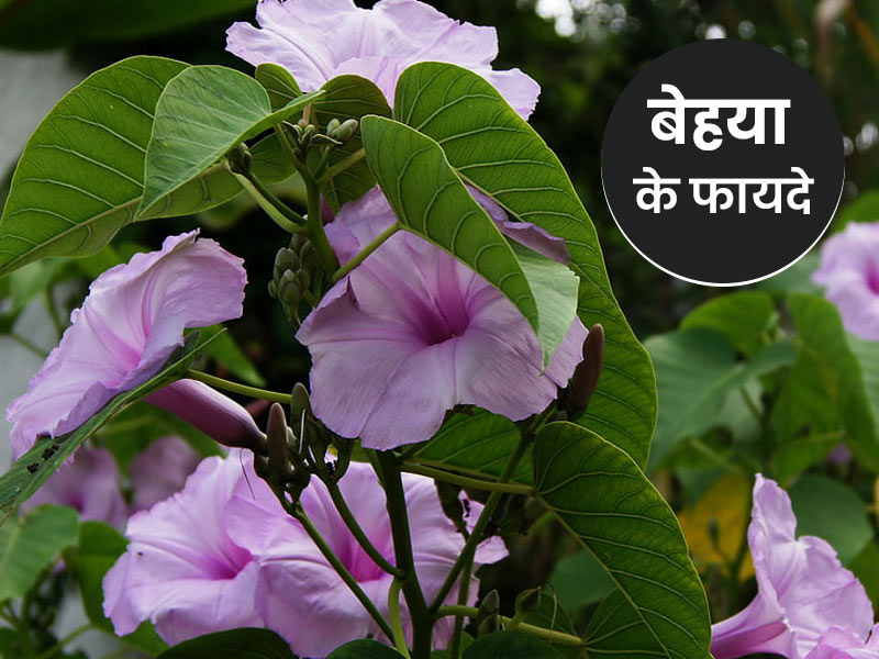 बहुत काम का है बेहया का पौधा, इन 6 समस्याओं में कर सकते हैं बेहया के पौधे का इस्तेमाल