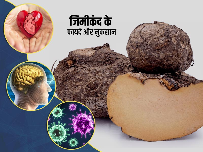 इम्यूनिटी बढ़ाने के लिए करें जिमीकंद का सेवन, जानें इसके अन्य फायदे-नुकसान और लेने का तरीका