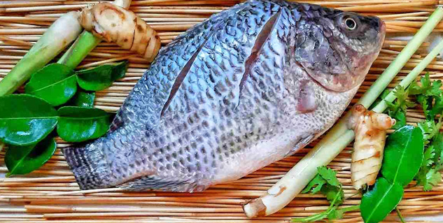 Tilapia fish