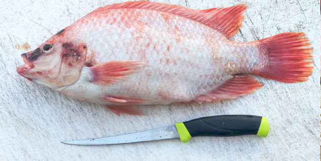 tilapia fish recipe