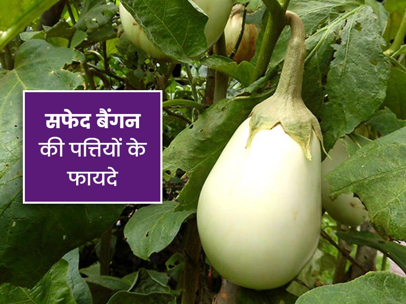 सफेद बैंगन की पत्तियां होती हैं सेहत के लिए फायदेमंद, जानें इसके 6 स्वास्थ्य लाभ