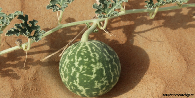 indrayan fruit benefits