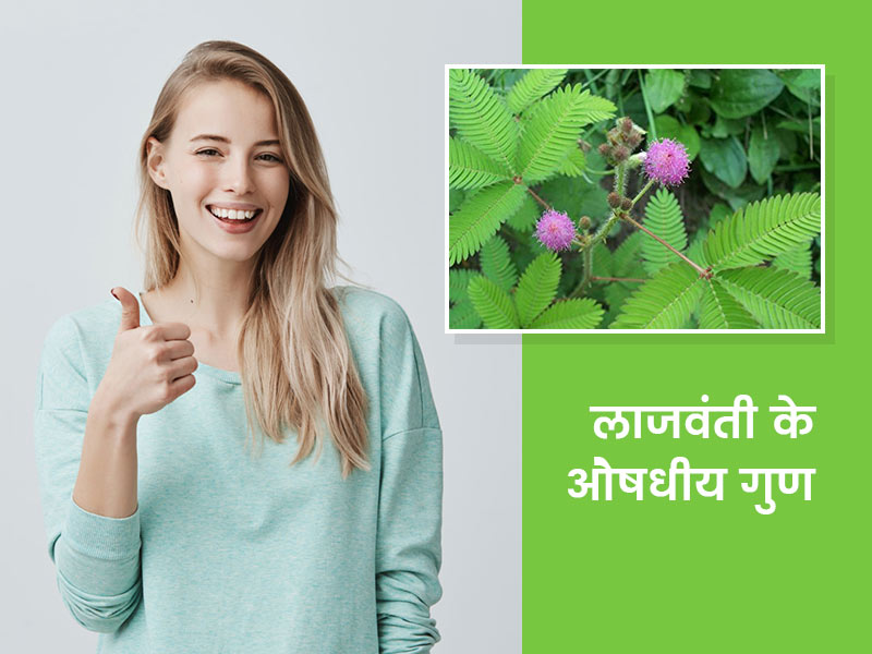 छुईमुई या लाजवंती का पौधा है कई रोगों का कारगर आयुर्वेदिक इलाज, जानें इसके इस्तेमाल के तरीके