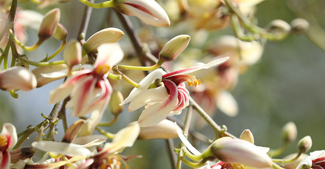 Drumstick-Moringa-Flowers-Health-Benefits