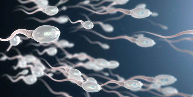 sperm