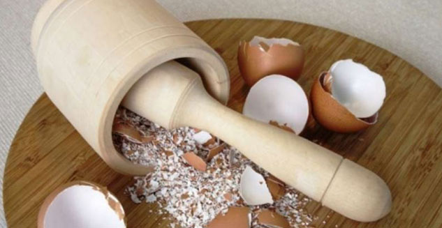 egg shell