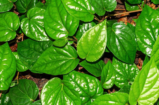 पान के पत्ते के अंदर पाए जाने वाले पोषक तत्व