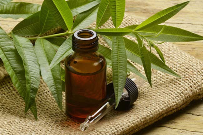 1. टी ट्री ऑयल (Tea Tree Oil)