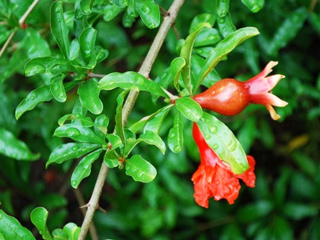 अनार के फूल से किया जा सकता है इन 8 समस्याओं का आसान घरेलू इलाज