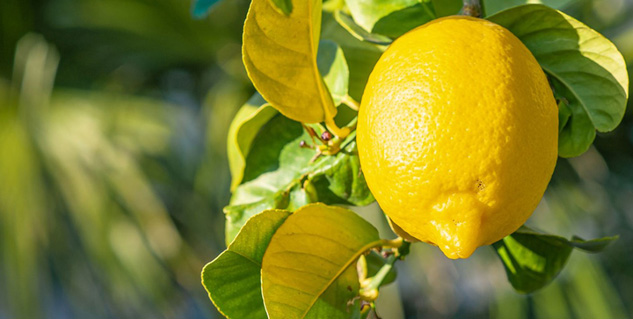 side-effects-of-lemon-water