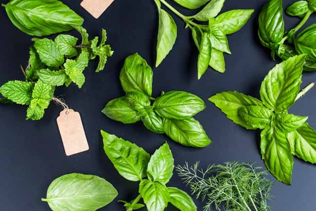 Health benefits of basil leaves