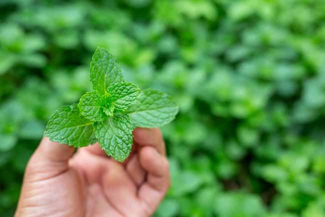 Mint leaves
