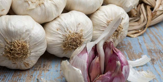 garlic