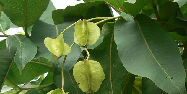 arjun ke fal ke fayde