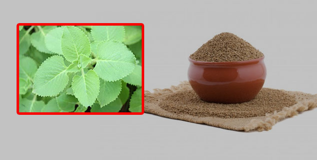 Insideajwainleavesandseeds