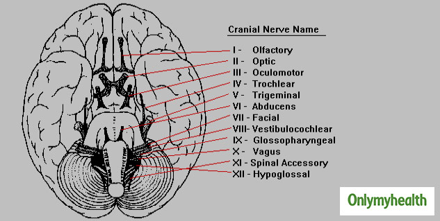 insidecranialnerve