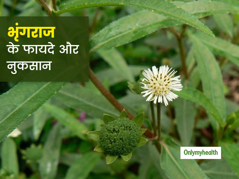 आयुर्वेद में भृंगराज को बताया गया है कई बीमारियों का रामबाण इलाज, जानें इसके 8 फायदे और नुकसान