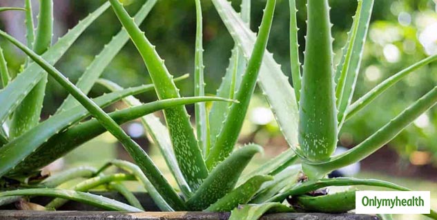 aloe vera in home