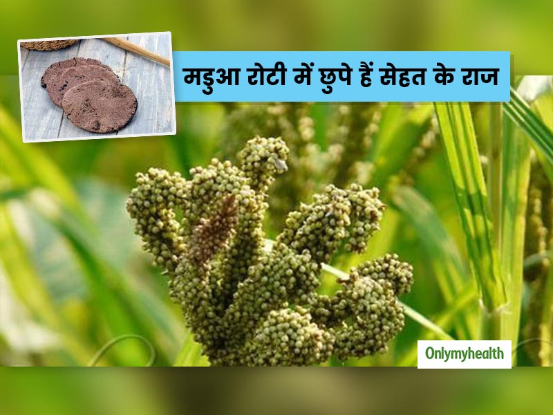 मडुआ (रागी) की रोटी होती है सेहत के लिए बहुत फायदेमंद, जानें इससे मिलने वाले 5 स्वास्थ्य लाभ