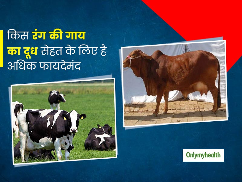 रंगों के आधार पर जानें किस रंग की गाय का दूध है सेहत के लिए अधिक फायदेमंद