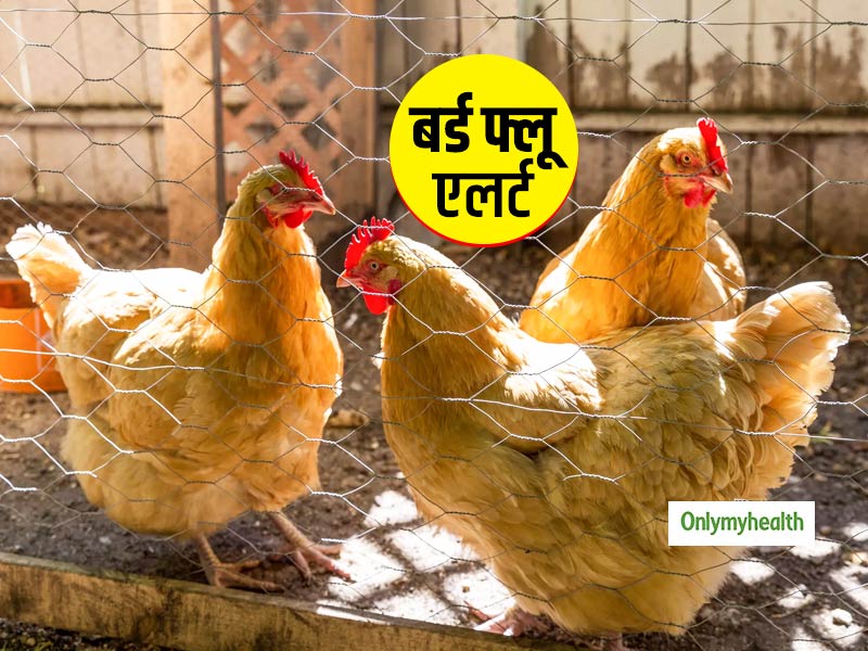 इन 5 राज्यों में बर्ड फ्लू के कारण हजारों पक्षियों की मौत से बढ़ी चिंता, जानें इंसानों में कैसे फैल सकता है ये
