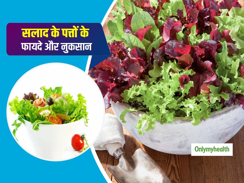 Benefits of Lettuce: सलाद के पत्तों (लेटस) में होते हैं ढेर सारे गुण, जानें इसे खाने के 10 फायदे और कुछ नुकसान