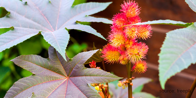 Inside1_sprainhomeremedy