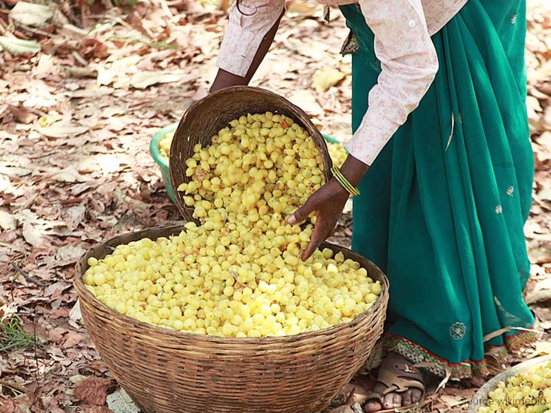 महुआ के फूल से सेहत को मिलते हैं ये 5 फायदे, जानें इस्तेमाल का तरीका