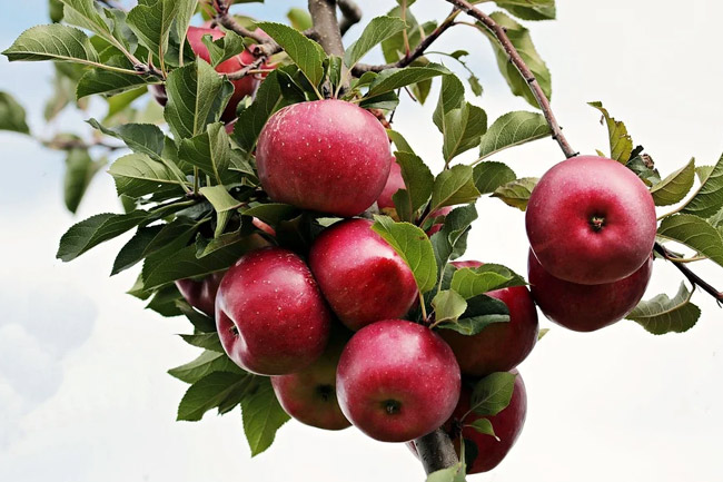 लिवर को नया करे सेब