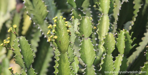 Inside1_tidharasenhudbenefits