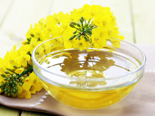 कैनोला ऑयल क्या है? जानें इसके फायदे और नुकसान