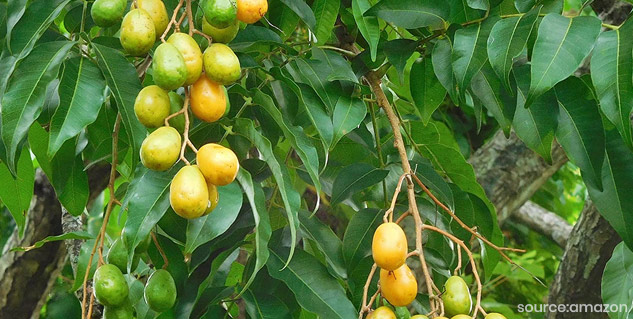hog plum uses