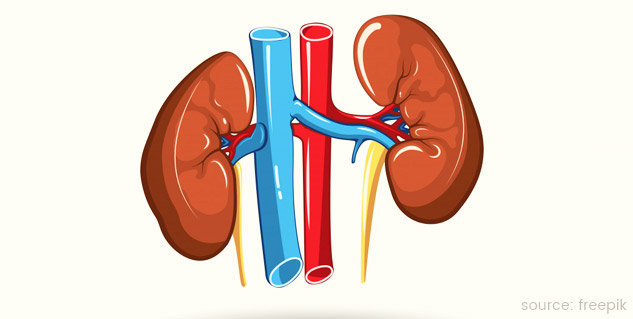 Kidney-Stones-Myths-Facts