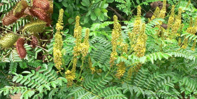 Inside1_latakaranjabenefits