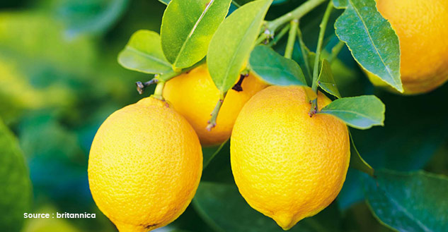 lemon