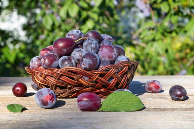 Plum