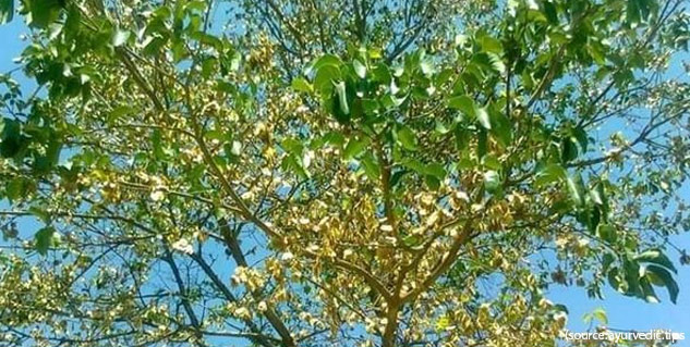 chilbil tree