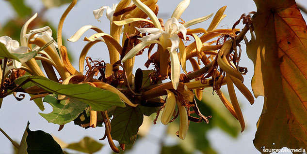 kanak champa benefits