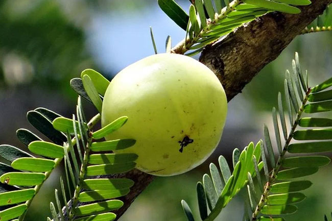 आंवला से आएगी आंखों में चमक