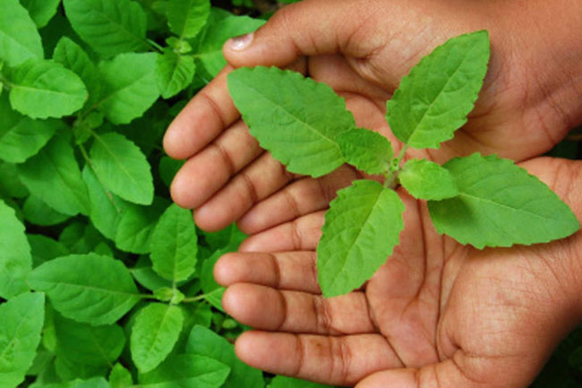 7. तुलसी (Basil)