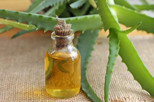 एलोवेरा और सरसों का तेल (Aloe Vera and Mustard Oil for Hair)