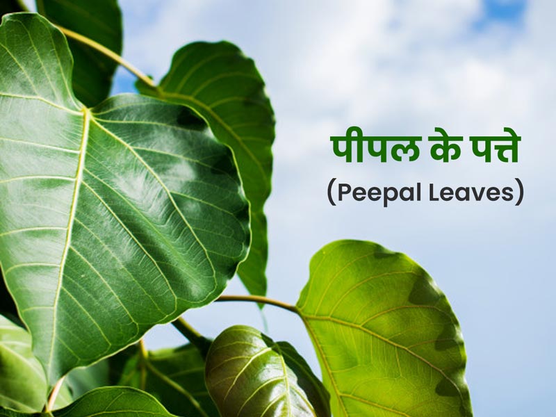 पीपल के पत्तों के 6 फायदे और 2 नुकसान, बता रहे हैं आयुर्वेदाचार्य