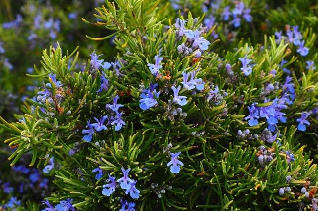 5. रोजमैरी (Rosemary)