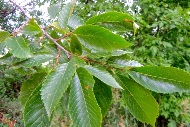 3. स्लिपरी एल्म के पेड़ की छाल (Slippery elm)