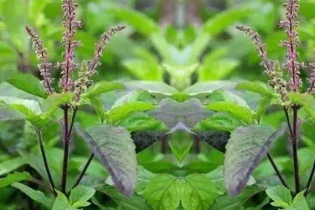 तुलसी के सेवन से मांसपेशियों के दर्द से मिलेगा छुटकारा