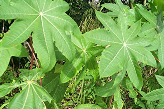 6. अरंडी के पत्ते (Castor Leaves)
