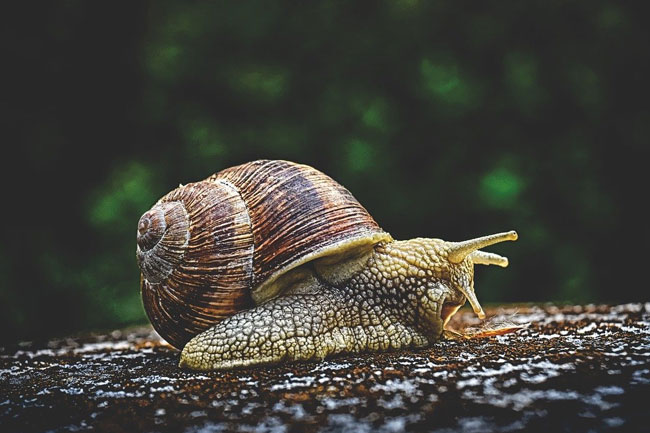 4. घोंघा (Snail)
