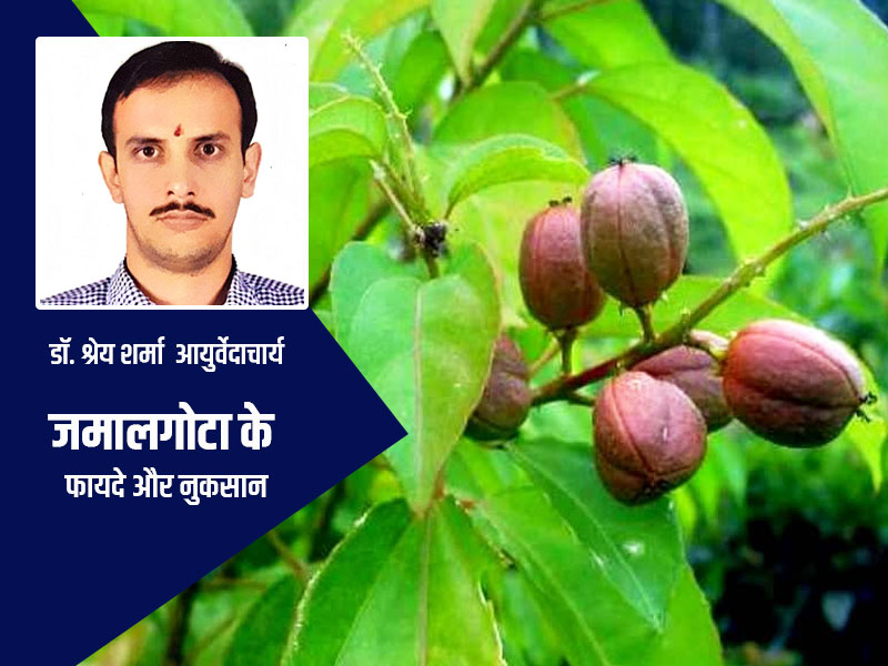 जमालगोटा के फायदे और नुकसान